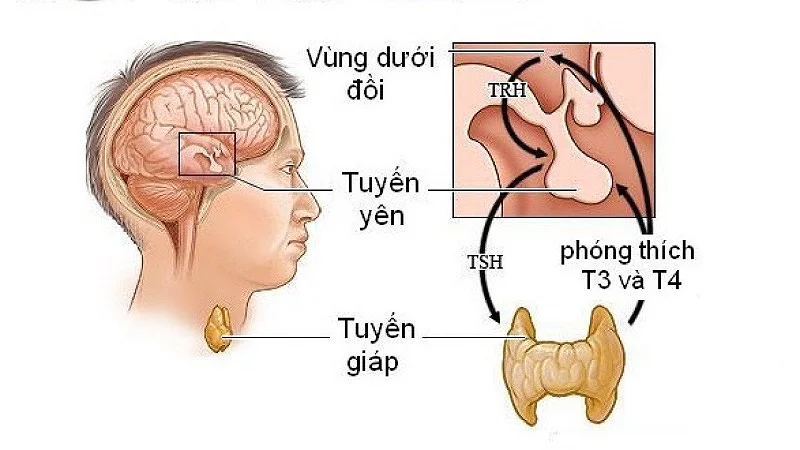 5 XÉT NGHIỆM CHỨC NĂNG TUYẾN GIÁP BẠN NÊN BIẾT